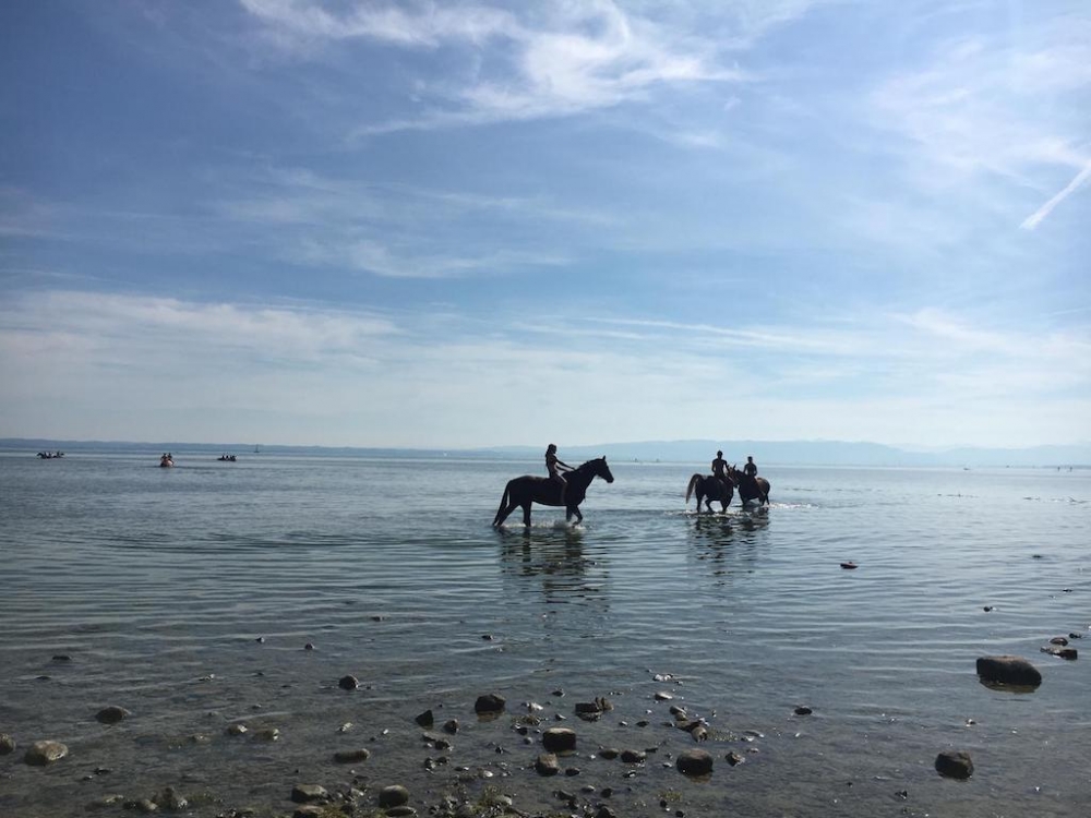 Schwemmen Bodensee 2018